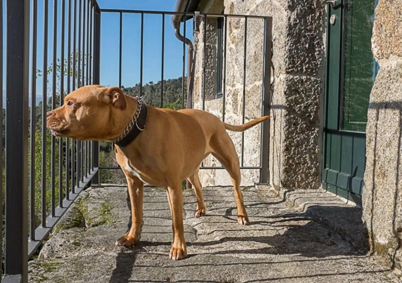 perro aleka-5455